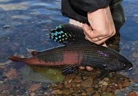 Это у вас скучные хариусы