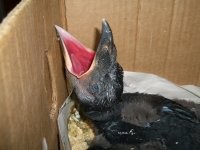 А вот настоящий птенец ворона.