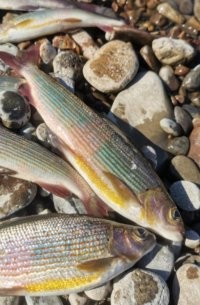 Скучные у вас какие то хариусы. У нас они другие)