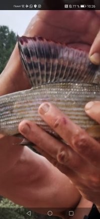 Скучные у вас какие то хариусы. У нас они другие)