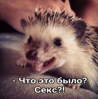 Х.З., что думают ежи.