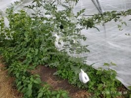 Без этих ваших извращений выросли сладкие арбузы по 3 кг.