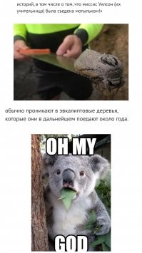 В Австралии нашли мотылька размером с крысу