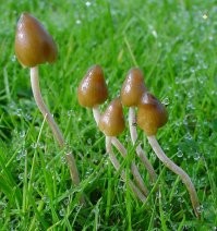 "что же касается мальчиков, то они большую часть времени провалялись на траве, рассказывая друг другу всякие небылицы."