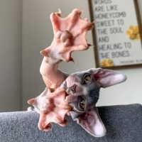 Когти — страшное оружие