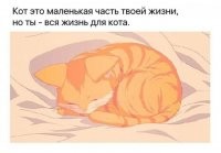 Про котэ – тоже "в яблочко"...