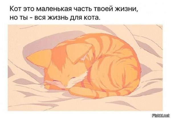 Про котэ – тоже "в яблочко"...