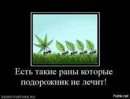 Двумя пальцами зажимали черенок у основания листа и другой рукой отрывали черенок, волокна отрываясь создают на листе поврежденные полосы, ими на ранку и прикладывали. С раннего детства учили что слюни и ранка плохие соседи, в нашей слюне большое количество бактерий так что жевать или плевать на подорожник не стоит. Если нет доступа к чистой воде на ранку нужно пописать и прикрыть чистой материей (если бинта или пластыря нет).