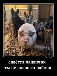 Фотоподборка