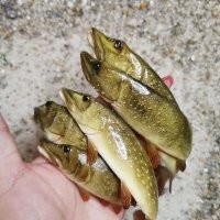 Немедленно отпусти рыбок в реку!!! Они же задохнутся!!!