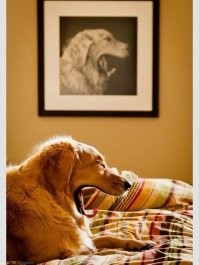 15 снимков, момент для которых был подобран идеально