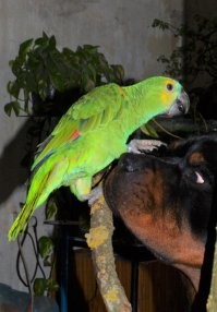 Купила себе попугая. А он выбрал в друзья мою собаку, а на меня хрен ложит