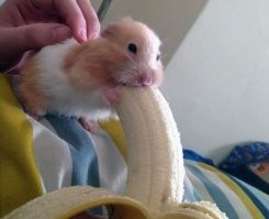 Размер имеет значение... Решающее значение