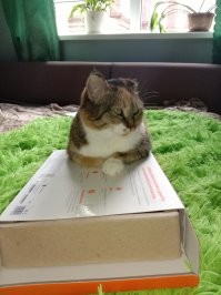 У моей хозяйки квартиры (  )сухой корм всегда в достатке. Она переодически сама ходит и ест сколько ей надо. Вкусняшки и жидкий корм утром и вечером. А на счёт туалета это да... Как по серьёзному делу так словно новую ветку метро капает.