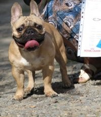 Нормально лакают - морда как раз самая для этого подходящая, правильной ширины.