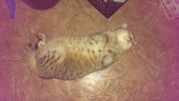   15 питомцев, которые научились намекать на то, что они голодны