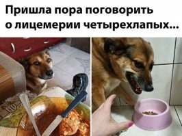   15 питомцев, которые научились намекать на то, что они голодны