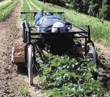 Вспоминается, как будучи школьником, ездил на сбор клубники в совхоз им. Ленина (тот самый, где Грудинин рулит).
Все очень просто - за свои трудЫ ты получаешь 10% от собранного. То есть, собрал 50 кг клубники (больше вряд ли сможешь физически) - получил 5 кг. По среднерыночной цене в сезон это 1250-1300р. Но скажу я вам, что за эти деньги нужно не разогнувшись (или гуськом на корточках, что еще хуже) провести 8 часов! Даже школьником я не смог, прихватило спину, а уж как там взрослые работали - ХЗ. 
 Кстати, совхоз им. Ленина и сейчас приглашает всех желающих на сбор своей клубники - видно, местные что-то не сильно рвутся в буквальном смысле слова горбатиться за 150 рублей в час 
Хотя видел в последнее время там нечто вроде тележек с высокими колесами, с которых собираешь уже лежа, что намного проще, возможно у обладателей таких тележек и заработки выше