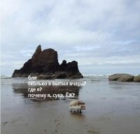 Ежи - они такие...