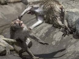 На дороге есть одно самое главное правило трех «Д» - Дай Дорогу Дураку. В данном случае дураки оба, правоту доказывать надо в суде, а кричать и материться это самое простое, так обезьны делают, когда разбираются и доказывают свою правоту