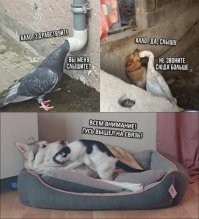 Смешные и познавательные картинки