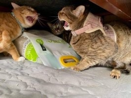 Жена, любовница и конкретно попавший муж