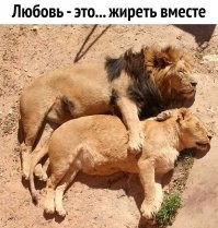 Любопытно, что у льва подмышками и в паху кустики волос. Мужиииииик :) А вот дама рядом явно делает эпиляции :)