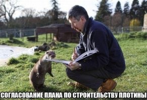 С каких пор выдры плотины строят?