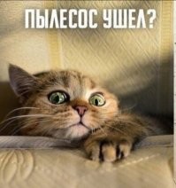Не знаю что правда и вымысел про роботов пылесосов, но знаю одну правду даже с обычным пылесосом,мой кот....