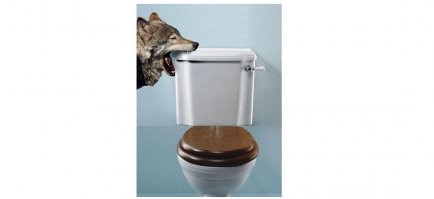 22 животных, у которых иногда сносит крышу