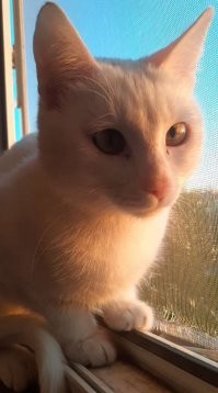 Похоже, у меня кошара одной породы с этим шедевральным котом))) Только сейчас дошло.