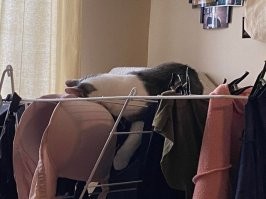 Хм, ну тут и хозяйка интересна