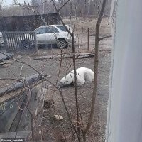 Тут по сытости подозреваешь, что он не только собачий корм сожрал