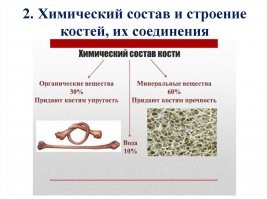 Минерализации может подвергнутся только внутренняя часть кости (костный мозг) и соединительные ткани. Основа кости и так неорганика