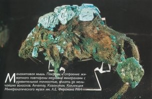 Кости Динозавров — это не кости