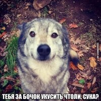 22 животных, у которых иногда сносит крышу