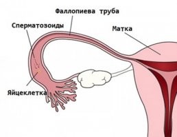 Просто оставлю тут эту картинку для дайверов с "уникальными широкими трубами". Хорошо, что ныряли сестры, а не братья, а то продуваться пришлось бы постоянно.