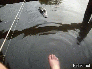Неожиданная встреча рыбака с аллигатором