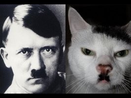17 фото людей и кошек, которые очень похожи друг на друга