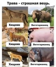 Шах и мат, веганы: мясо нужно!