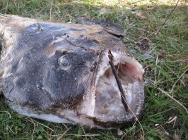 А мы вот такого монстра съели - попался в луже после отлива (Белое море, п-ов Канин). Страшный, но вкусный