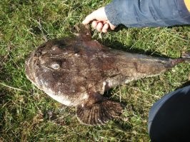 А мы вот такого монстра съели - попался в луже после отлива (Белое море, п-ов Канин). Страшный, но вкусный