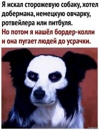 Вызывайте экзорциста: 20+ питомцев, которые до чертиков перепугали хозяев