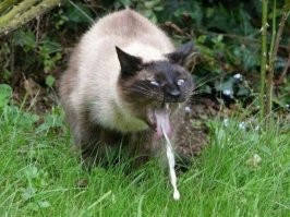 Смешные комментарии из соц.сетей