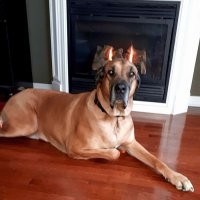 Вызывайте экзорциста: 20+ питомцев, которые до чертиков перепугали хозяев