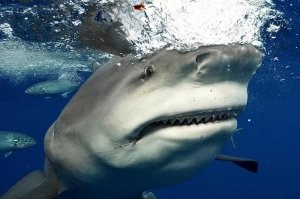 Это у неё в правом углу рта такой крючок огромный? Сорвалась? :)