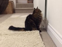 Качели для кота?