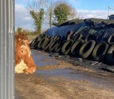 Чотамблявощепроисходит?