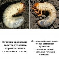 У них и личинки похожи, но у бронзовки она полезная - жрёт только отмершие части растений, и очень здорово делает компост.