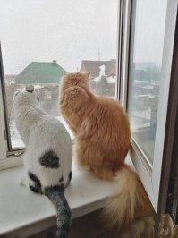 Жили-были два кота...